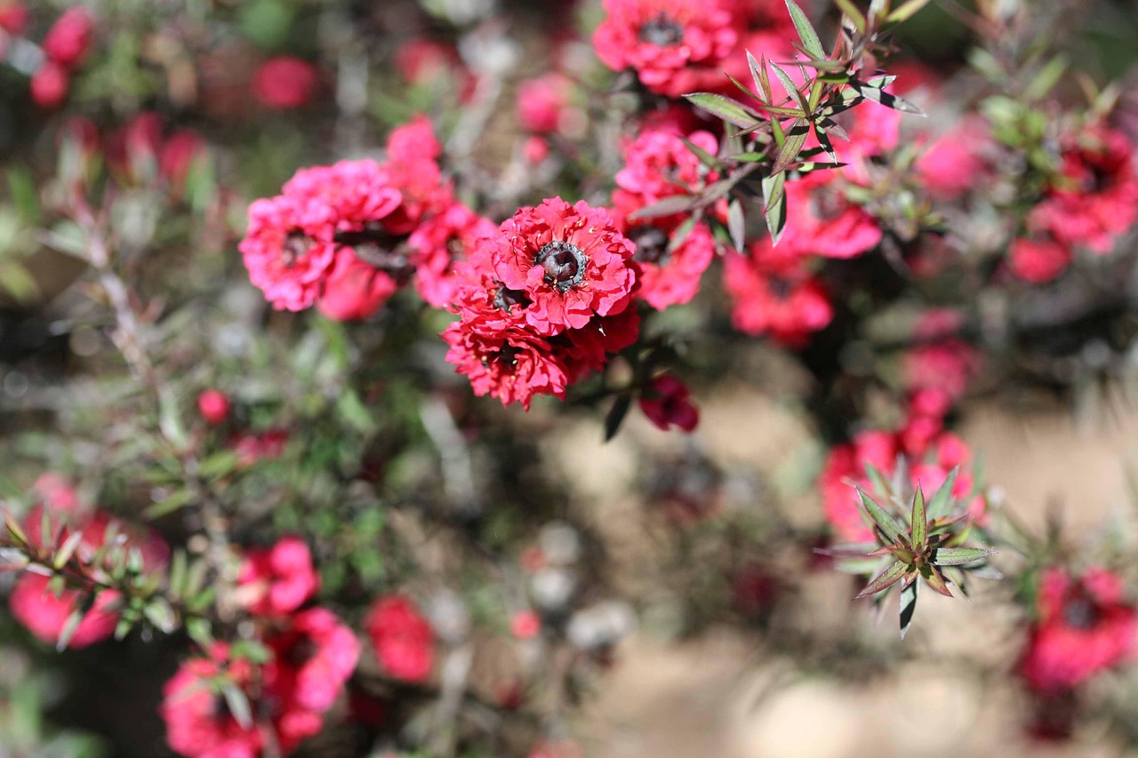 Blühender Teebaum mit rosa Blüten