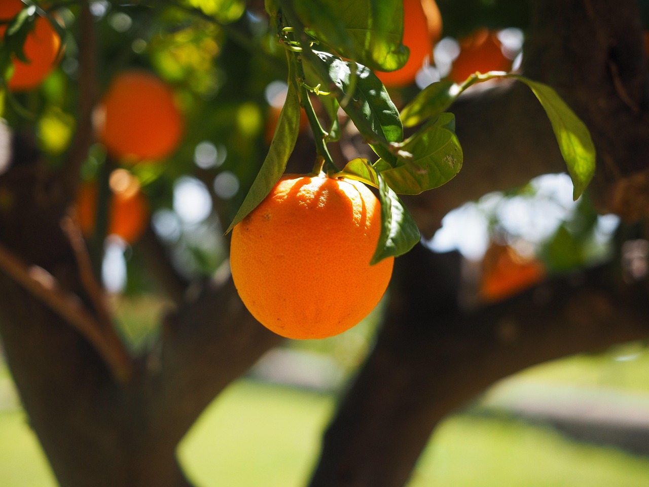 Orange am Baum im Sonnenlicht