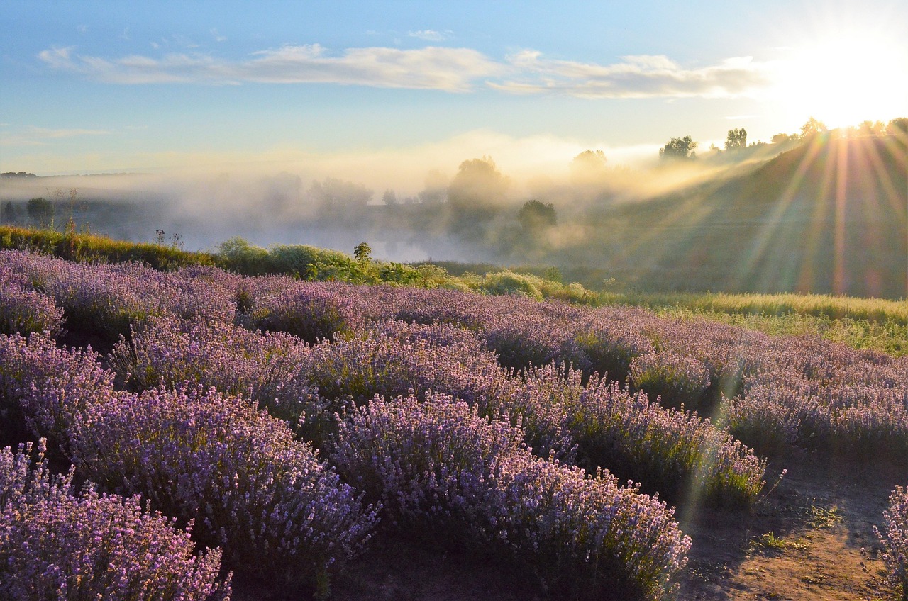 Blühendes Lavandinfeld im Morgennebel