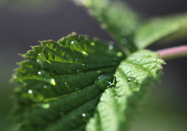 Pfefferminzblatt mit Wassertropfen