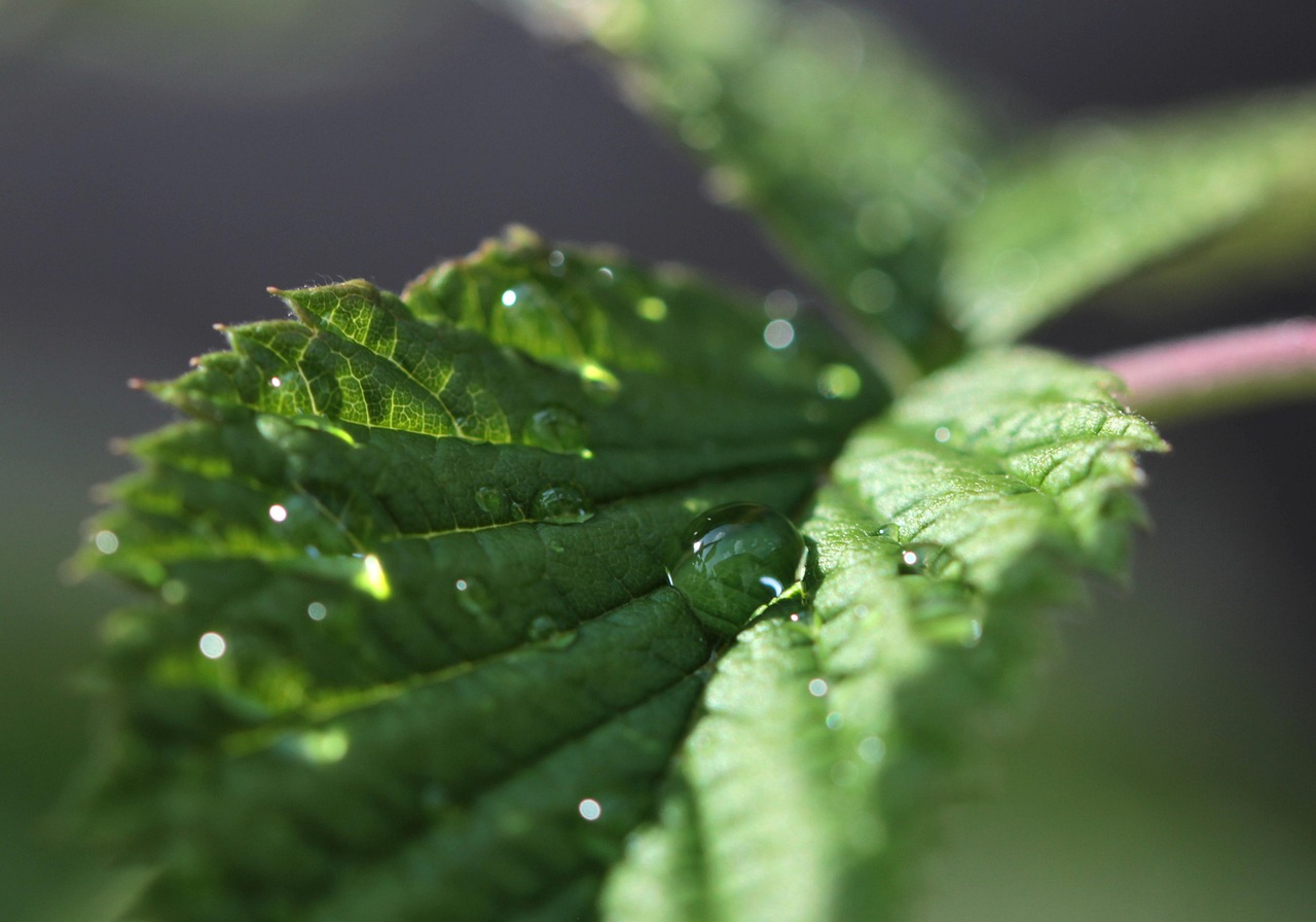 Pfefferminzblatt mit Wassertropfen