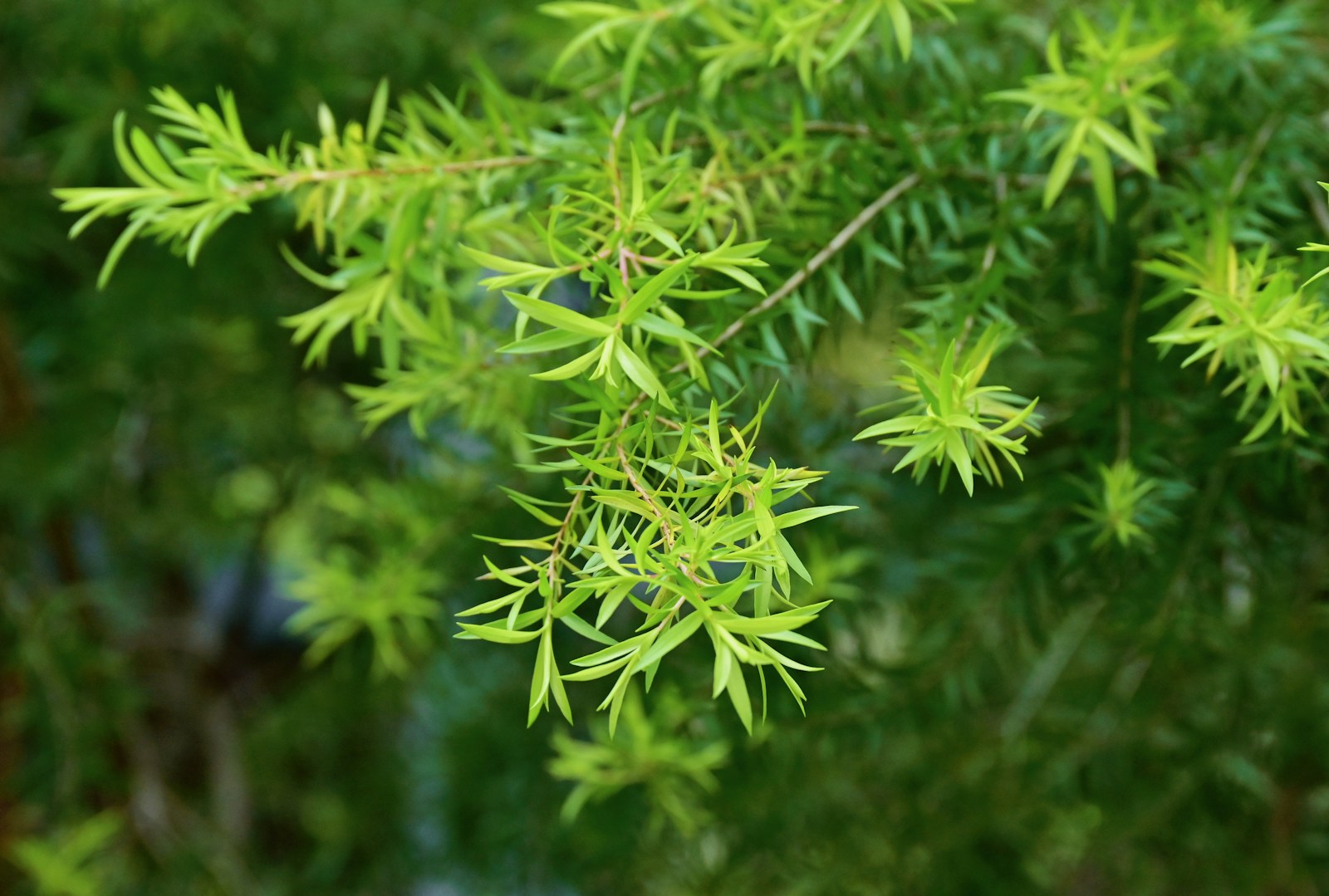 Immergrünes Teebaum-Laub (Melaleuca alternifolia), Rohstoff für Teebaumöl