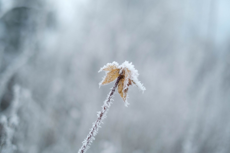 Eukalyptusöl im Winter: Frischer Raumduft in der kalten Jahreszeit