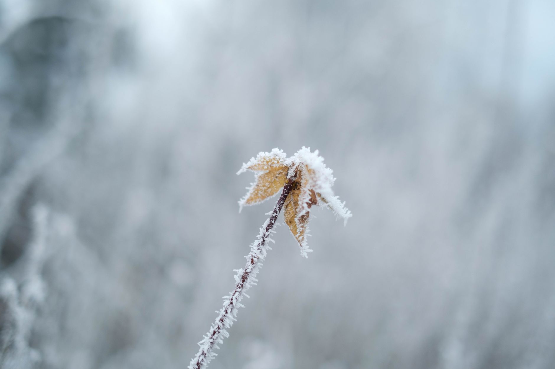 Eukalyptusöl im Winter — Frost auf Blättern