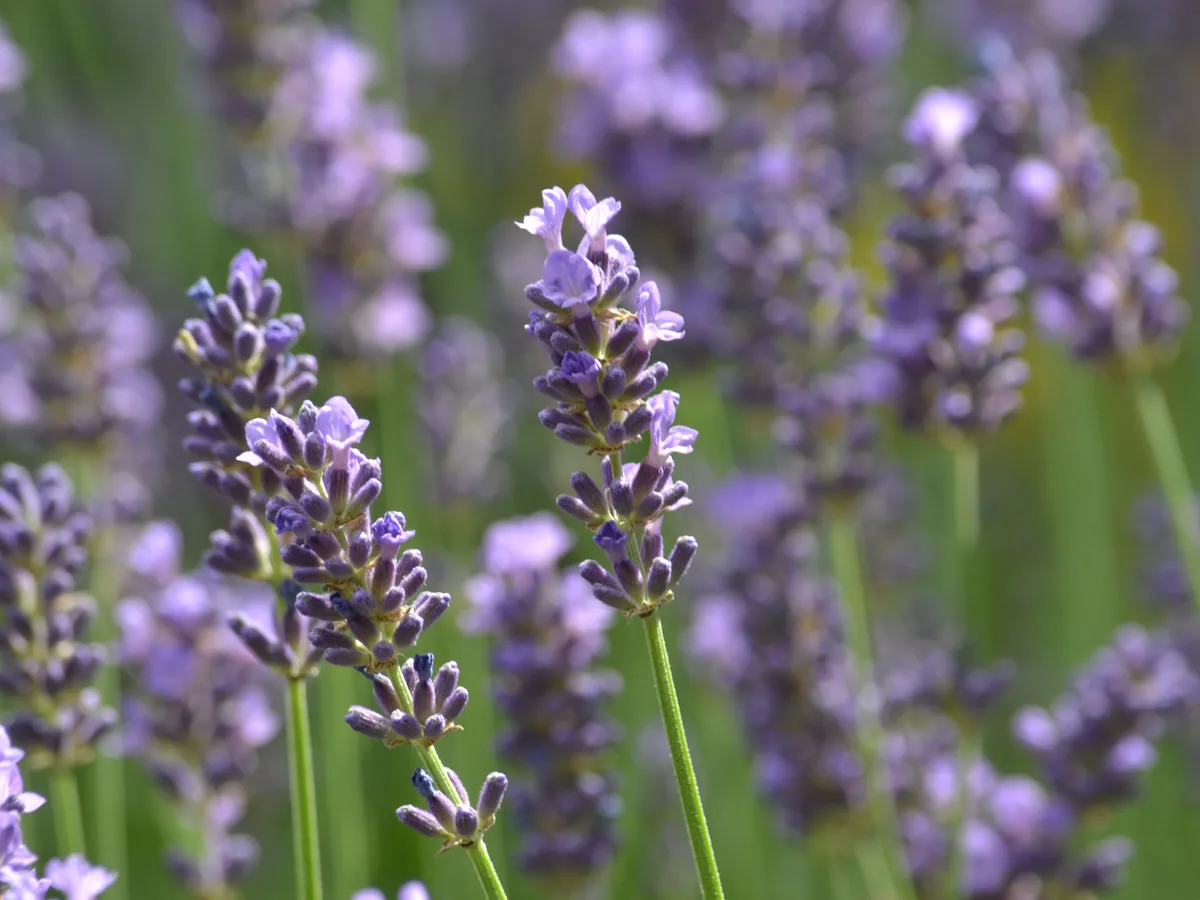 Nahaufnahme von echtem Lavendel: jeder Stiel trägt eine einzelne, unverzweigte Blütenähre