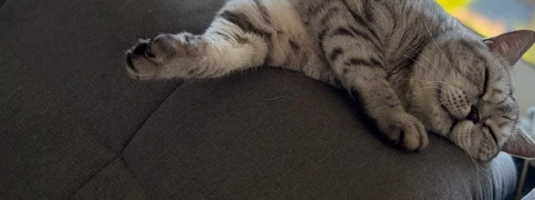 Diffuser mit Katze im Haushalt: die ehrliche Faktenlage