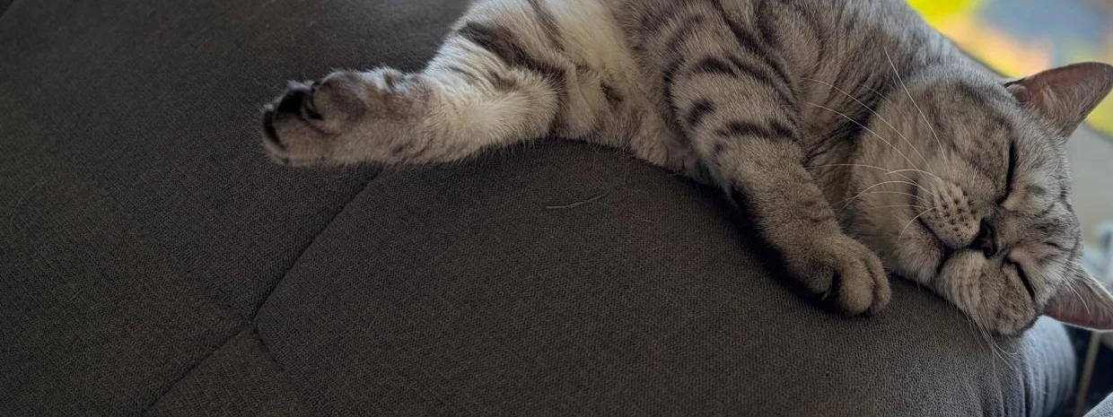 Silver-Tabby-Kater Tigga schläft entspannt auf der Sofalehne im Sonnenlicht