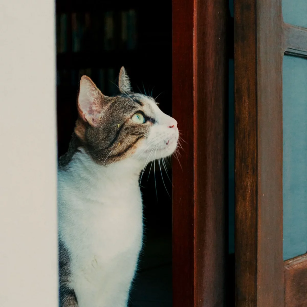 Katze steht in einer offenen Holztür und kann den Raum jederzeit verlassen